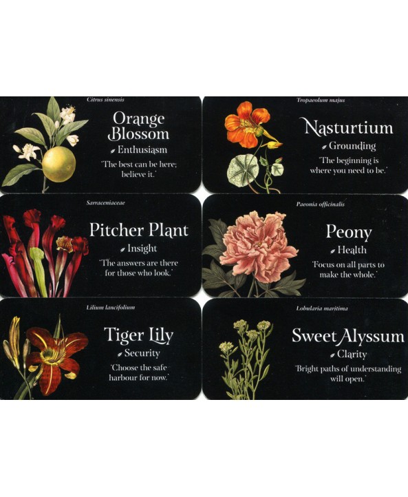 The Language Of Flowers Mini Cards