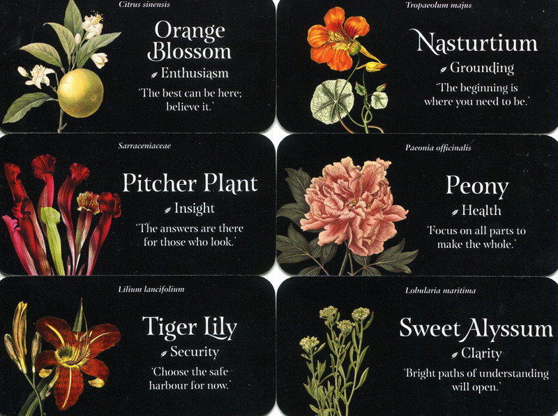 The Language Of Flowers Mini Cards
